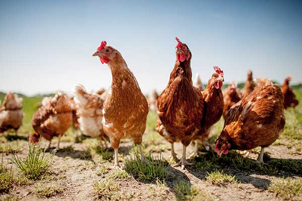 Proven Studies On Chicken Behavior In Wet Weather