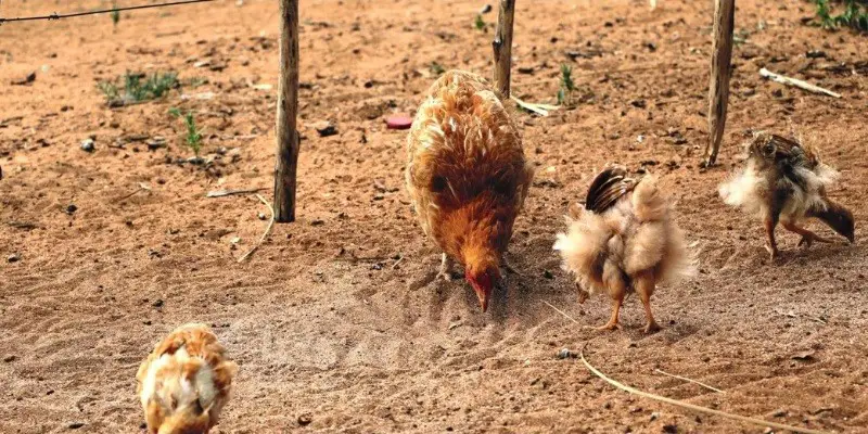 Proven Studies On Chicken Scratching Behavior