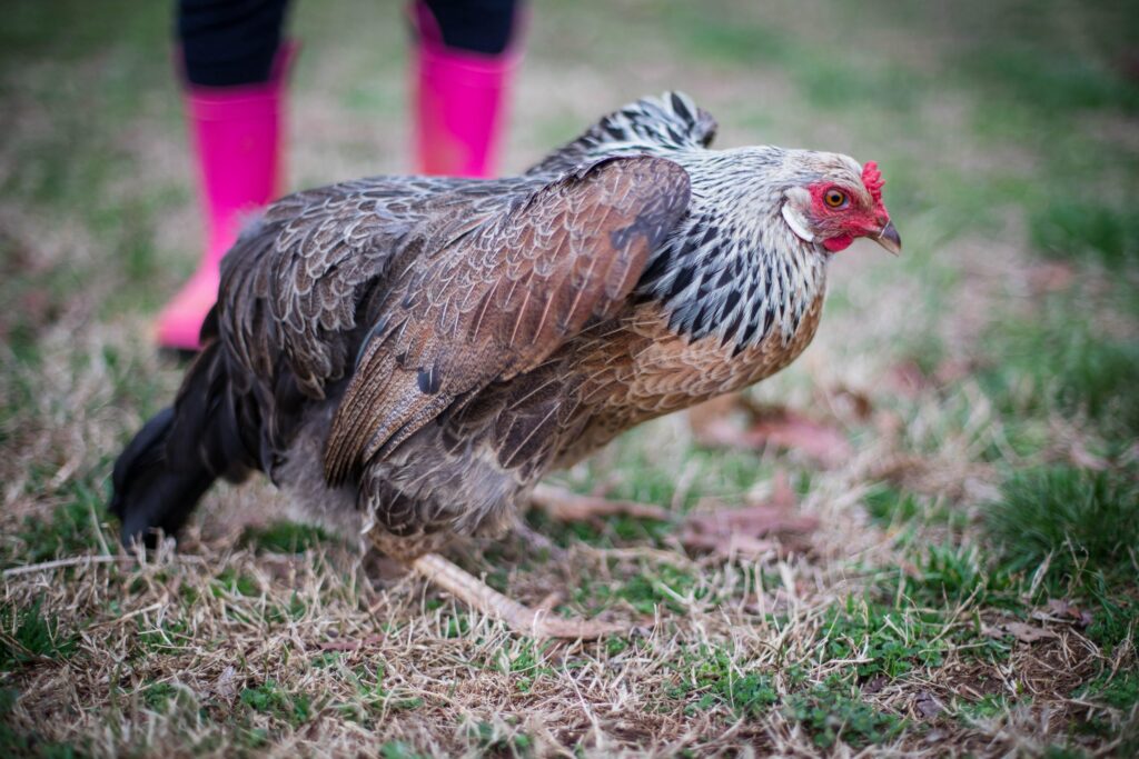 Proven Studies On Chicken Squatting