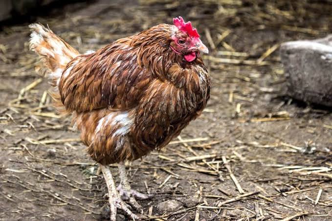 Rain And Its Effects On Chicken Health