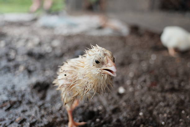Rain's Impact On Poultry Health