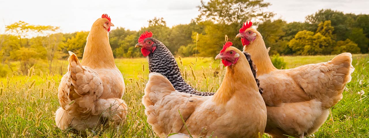 Resources For Ohio Chicken Owners