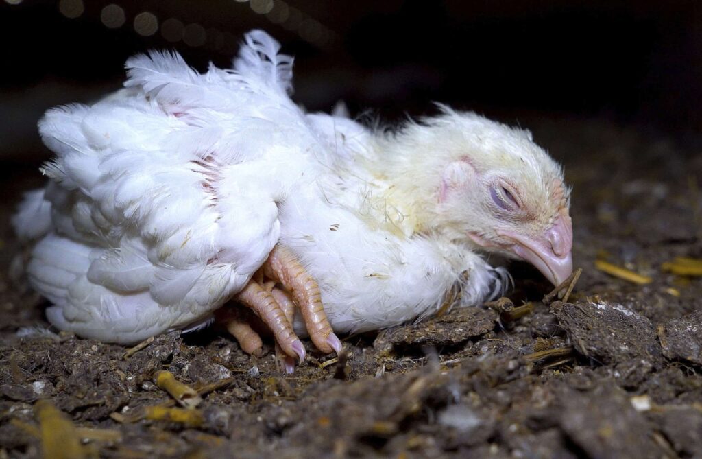 Respiratory Illnesses In Chickens