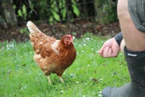 Signs Of Distress In Chickens