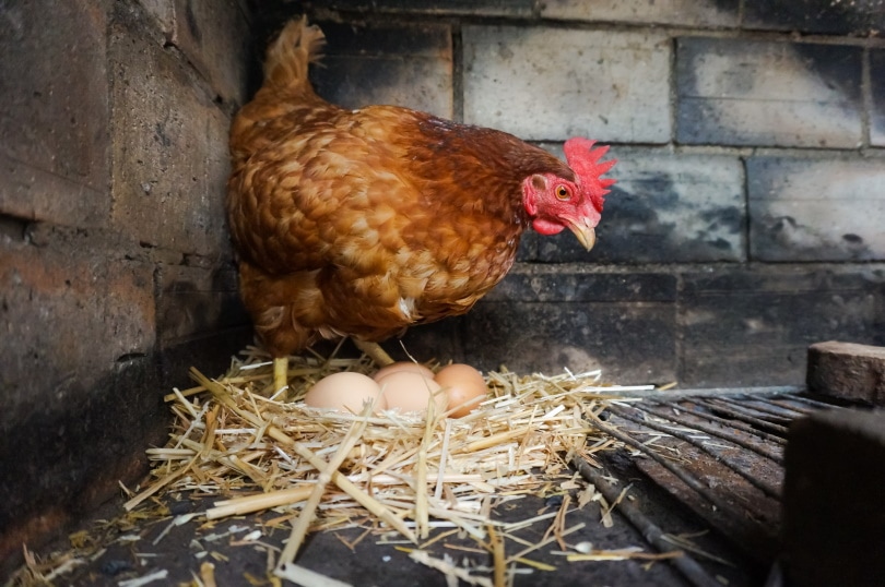 The Egg-Laying Abilities Of New Hampshire Chicken