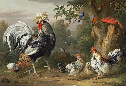 The History Of Birds As A Source Of Food For Humans