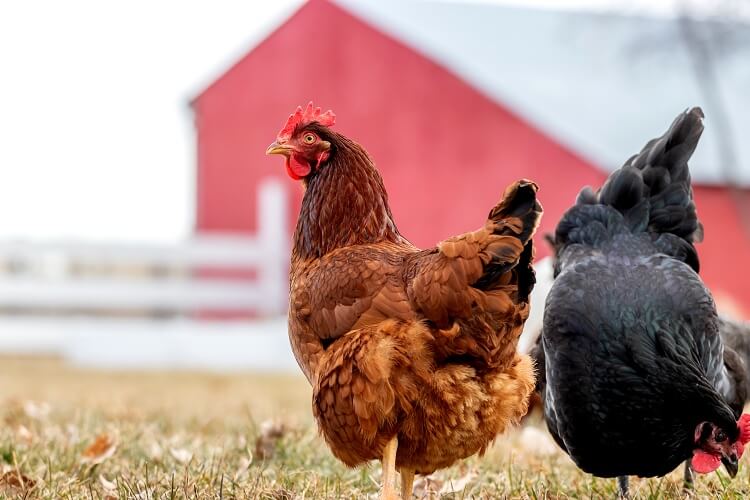 The Ideal Backyard Environment For Rhode Island Red