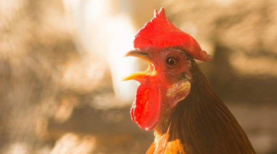 The Role Of Roosters In The Morning Chorus