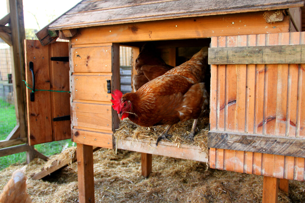 Tips For Keeping Chickens Comfortable