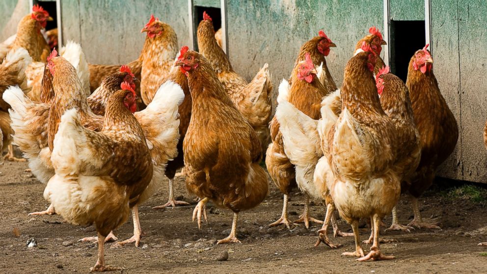 Understanding Breeds And Egg-Laying Capacity