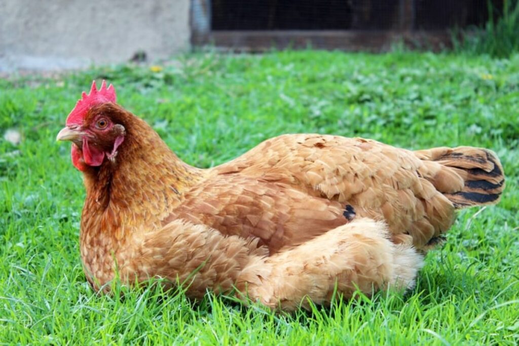 Understanding Why Chickens Squat