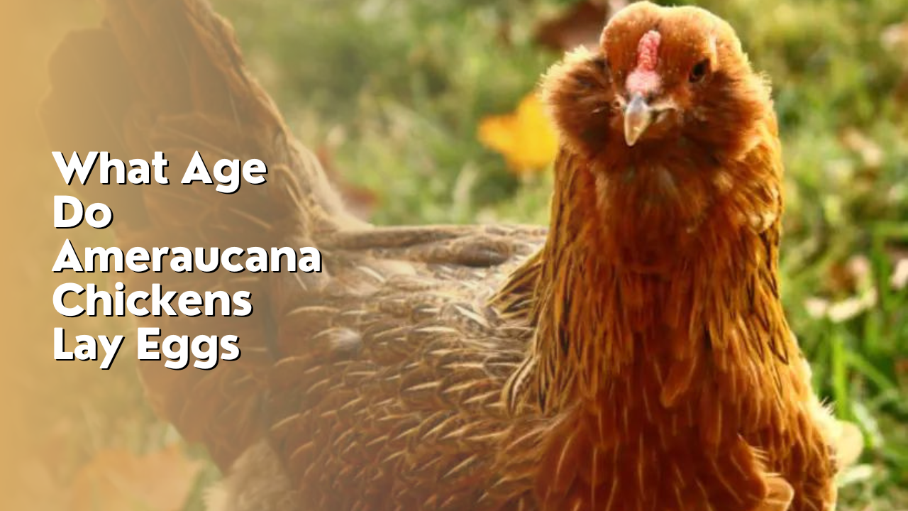 What Age Do Ameraucana Chickens Lay Eggs