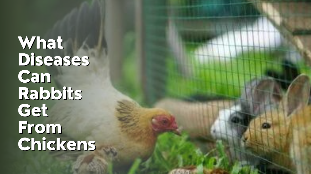 What Diseases Can Rabbits Get From Chickens