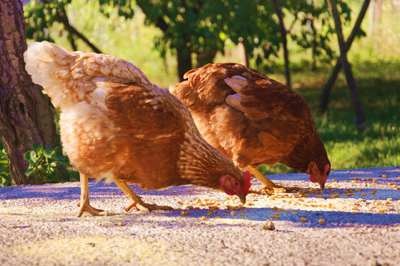 What Happens If Chickens Eat Ant Poison