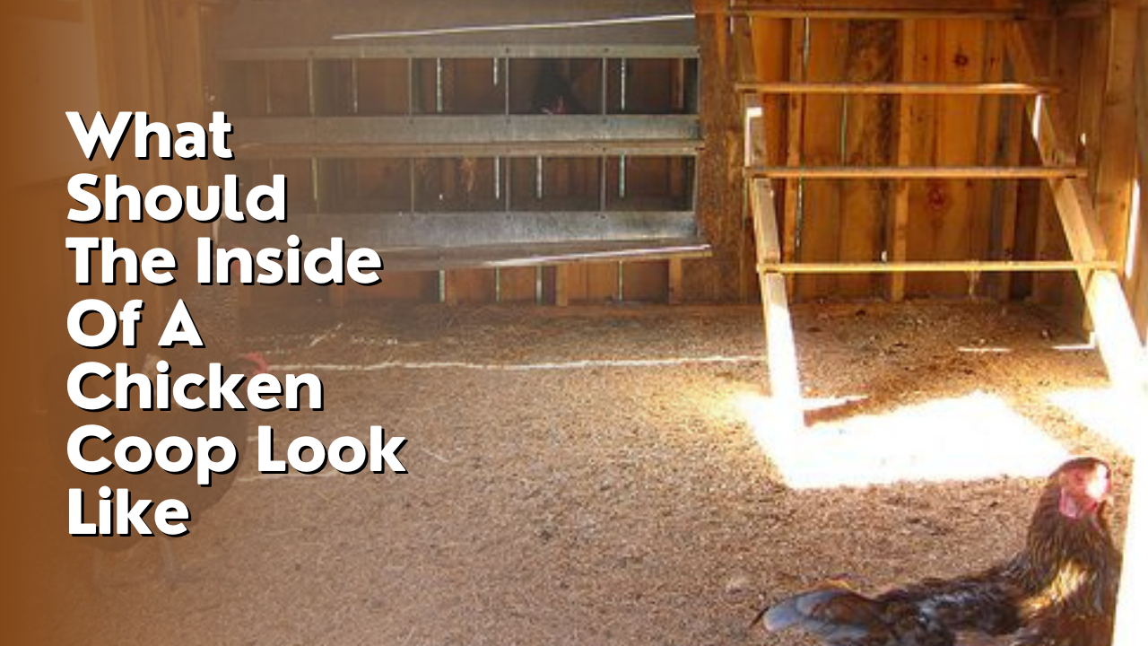 What Should The Inside Of A Chicken Coop Look Like