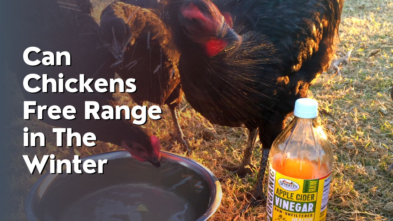 What To Put In Chicken Water to Prevent Algae
