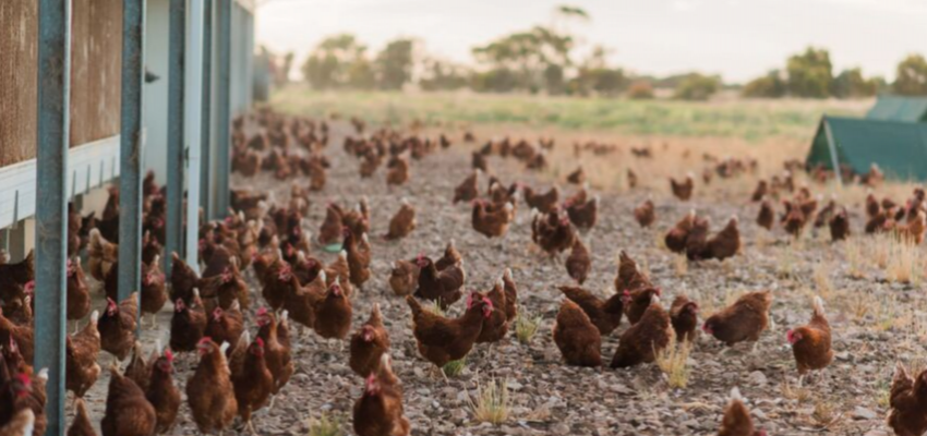 Where Do Free Range Chickens Lay Their Eggs