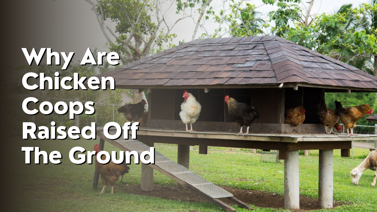 why are chicken coops raised off the ground