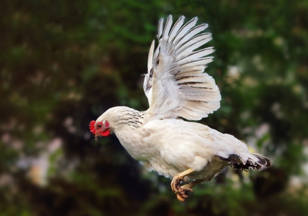 Why Do Chickens Have Wings If They Can't Fly