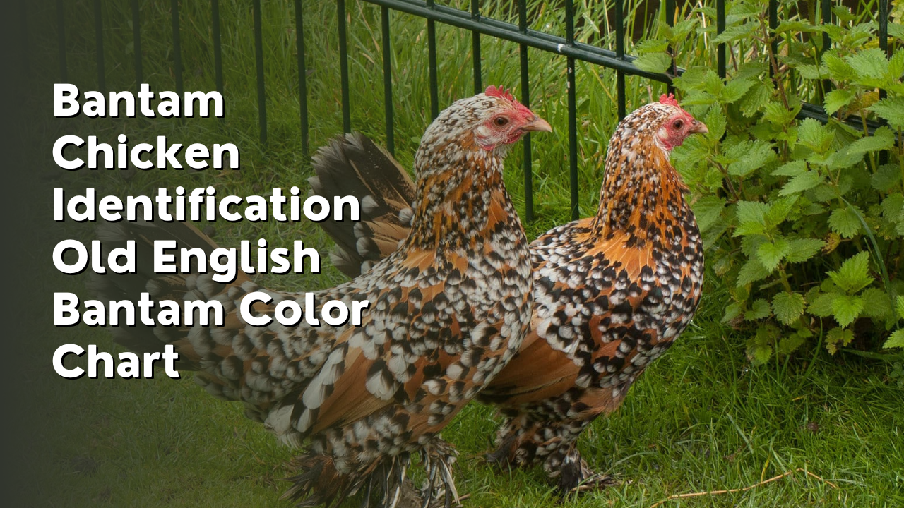 bantam chicken identification old english bantam color chart