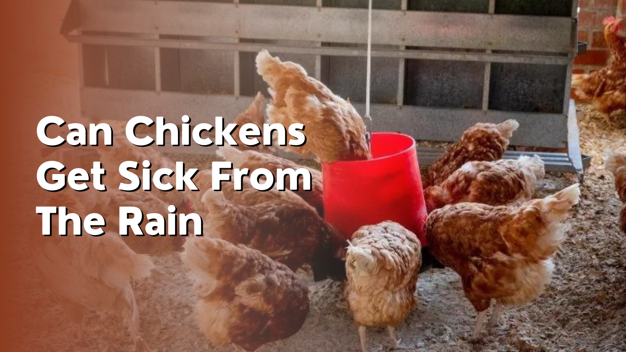 can chickens get sick from the rain