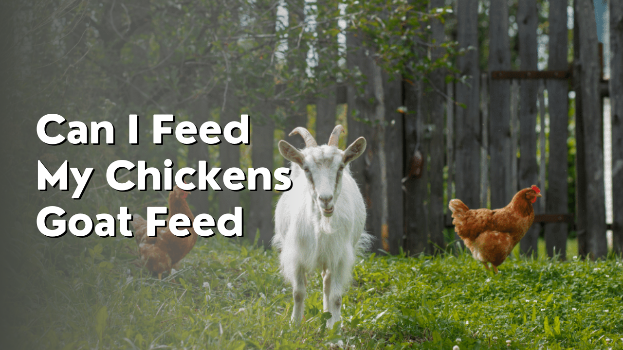 can i feed my chickens goat feed