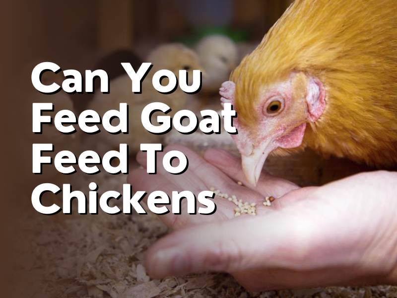 can you feed goat feed to chickens