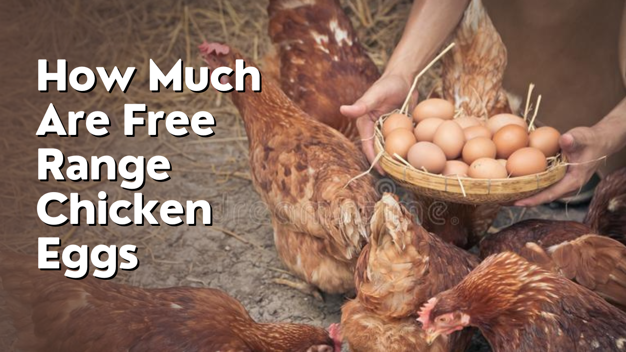How Much Are Free Range Chicken Eggs?