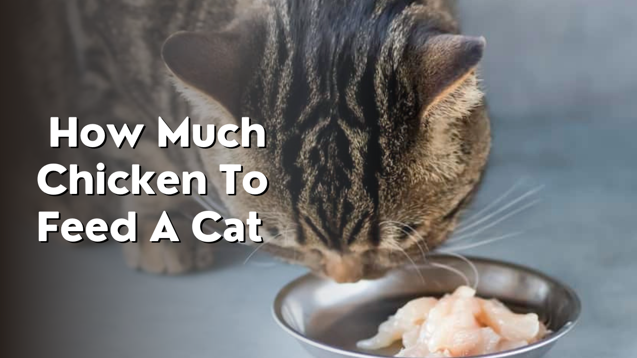 how much chicken to feed a cat
