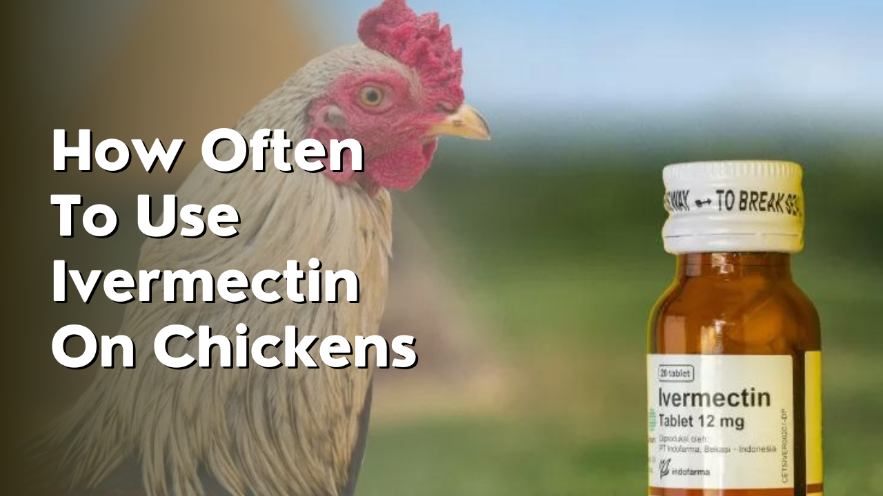 how often to use ivermectin on chickens