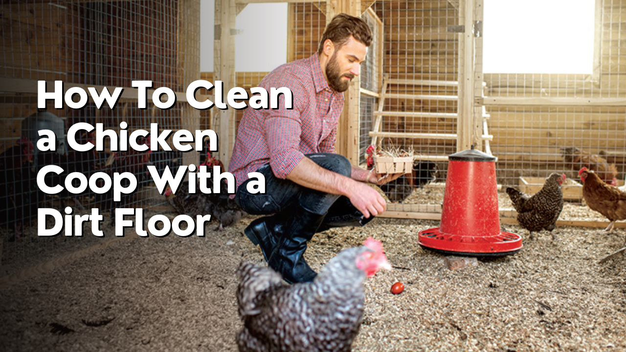 how to clean a chicken coop with a dirt floor