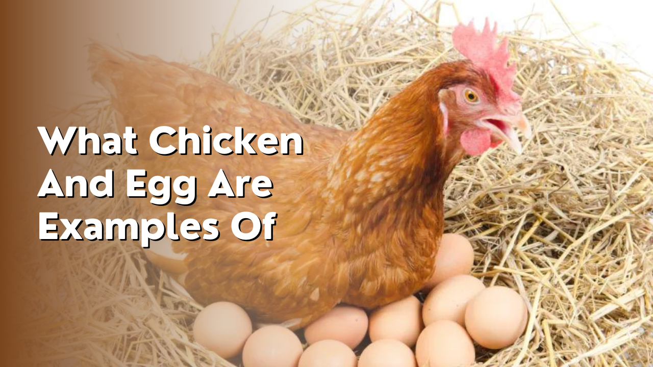 what chicken and egg are examples of