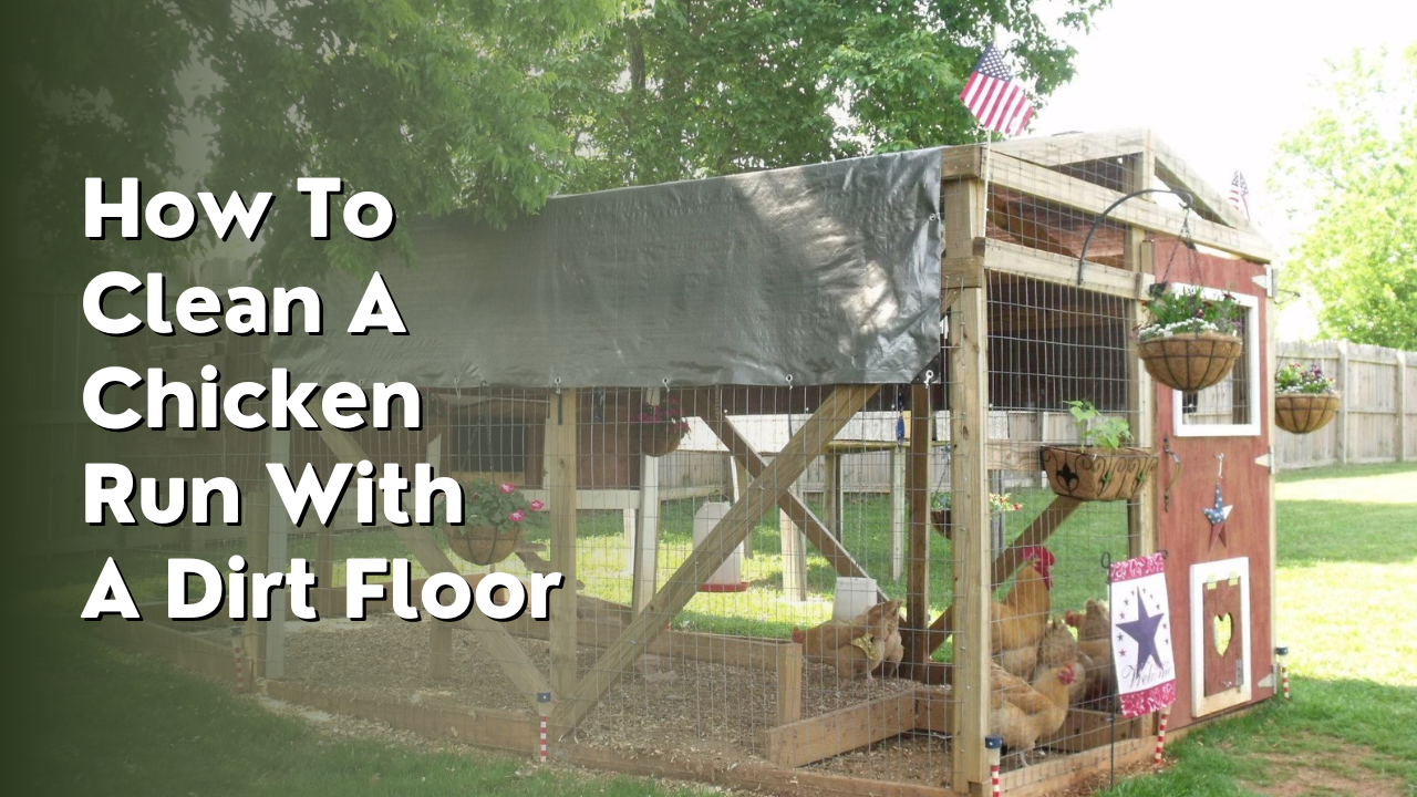 how to clean a chicken run with a dirt floor