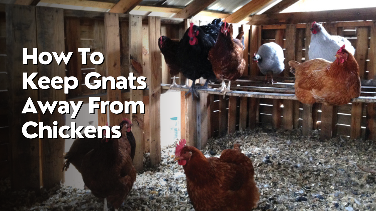 how to keep gnats away from chickens