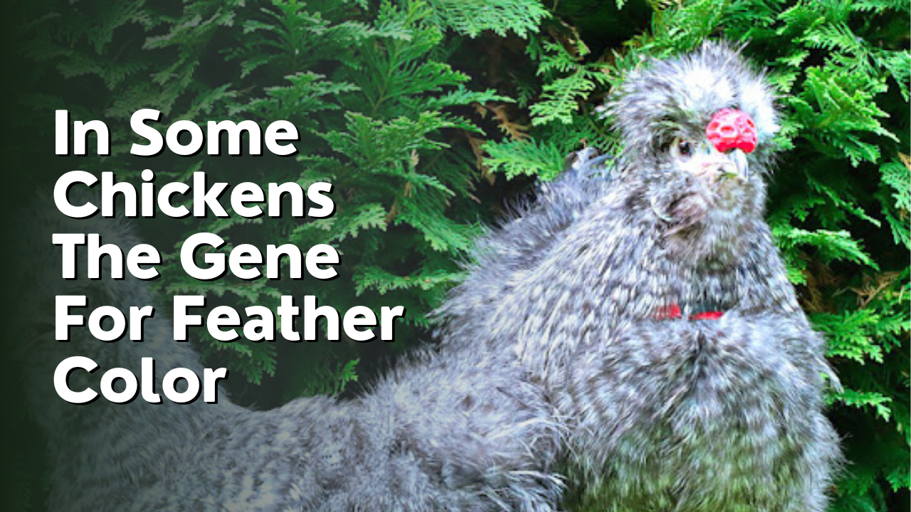 in some chickens the gene for feather color