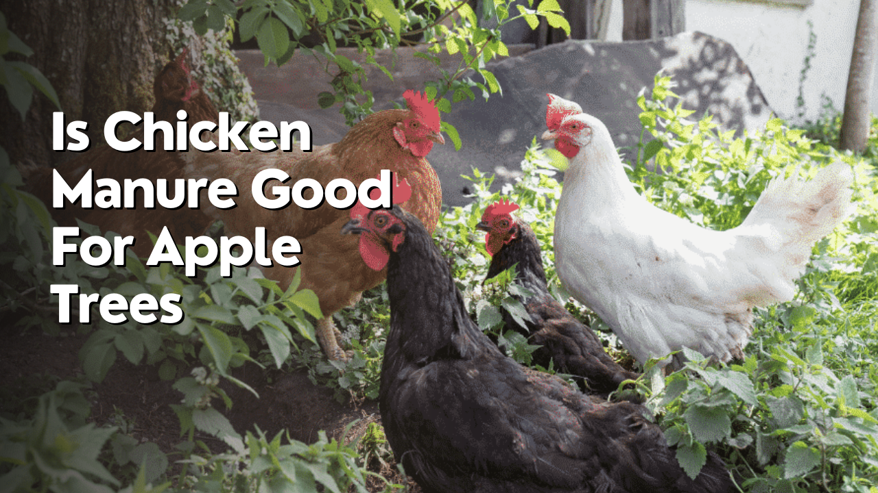 is chicken manure good for apple trees