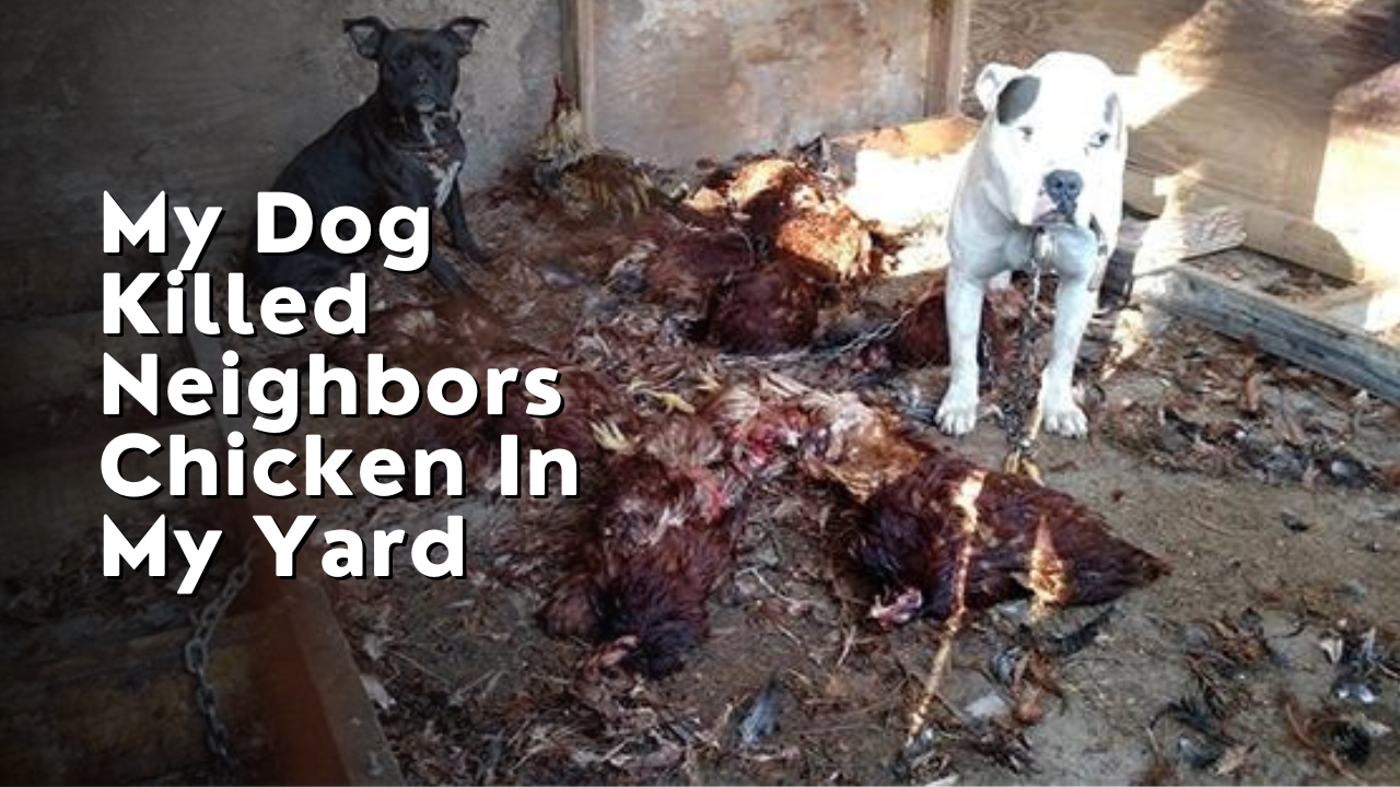 My Dog Killed Neighbors Chicken In My Yard: