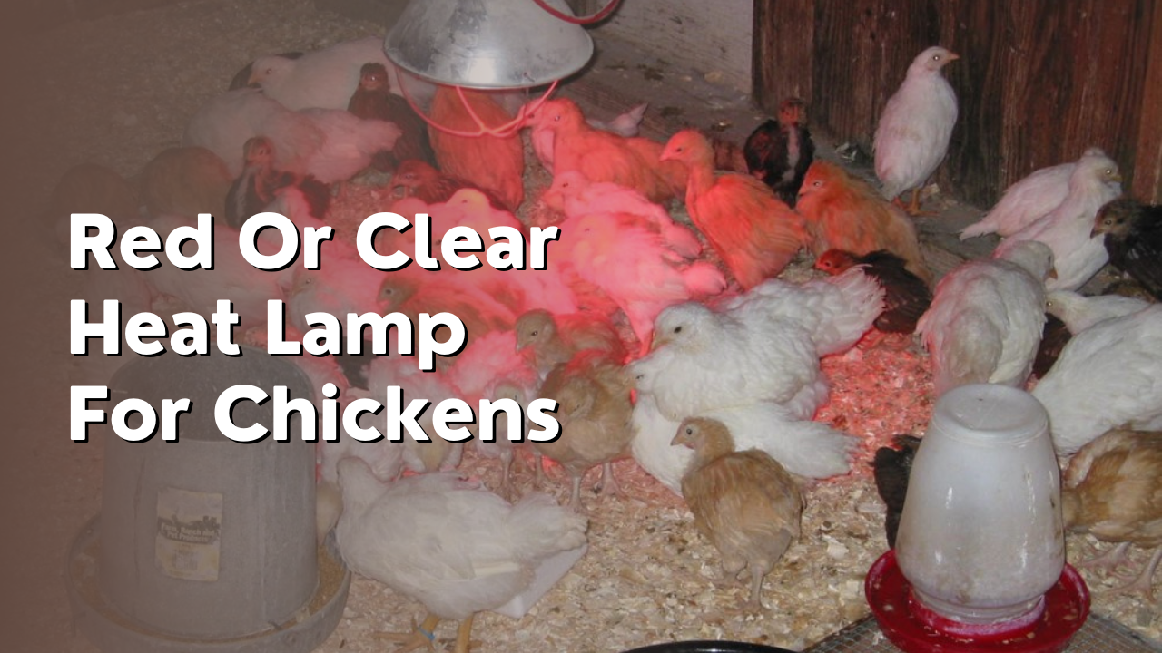 red or clear heat lamp for chickens