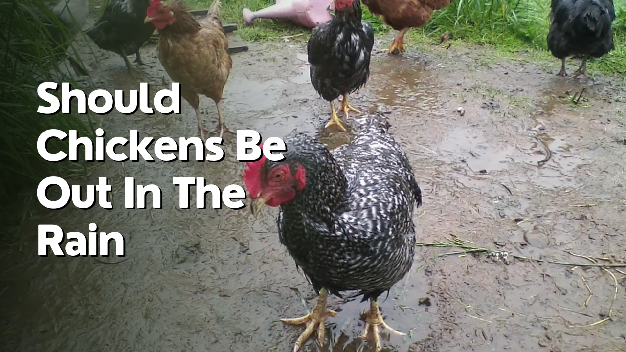 should chickens be out in the rain