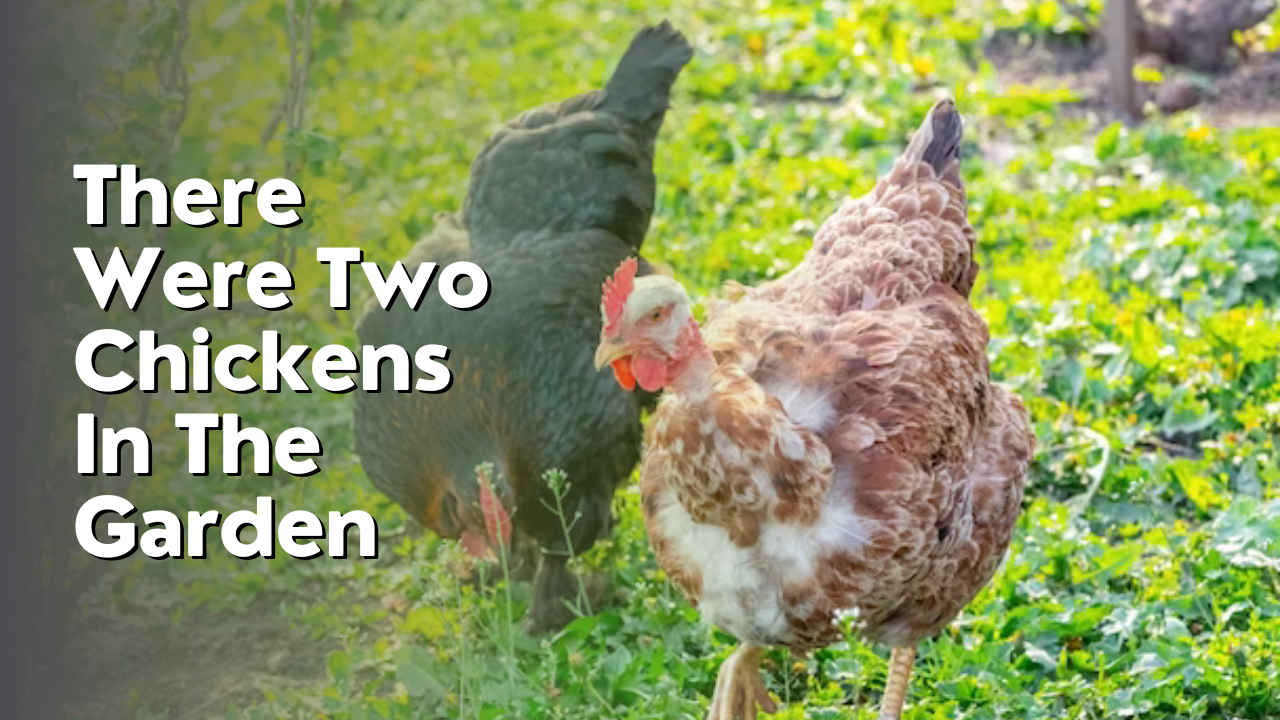 there were two chickens in the garden