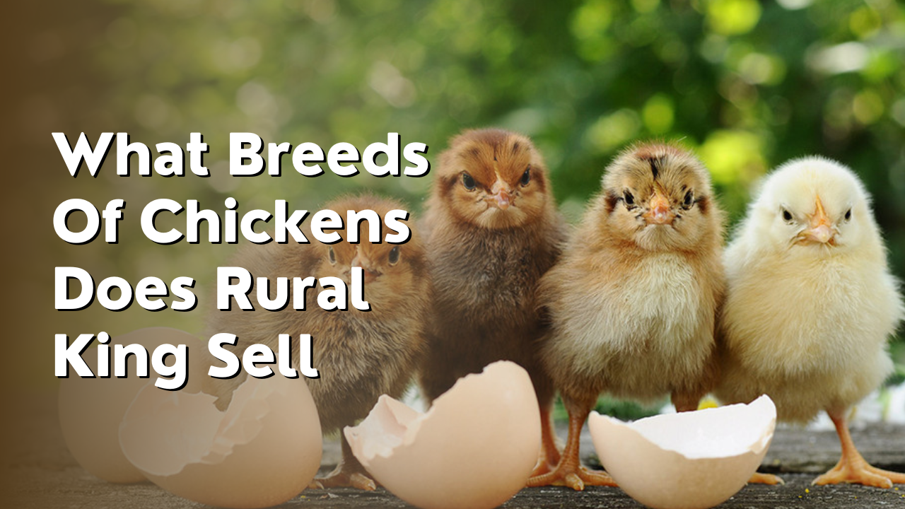what breeds of chickens does rural king sell
