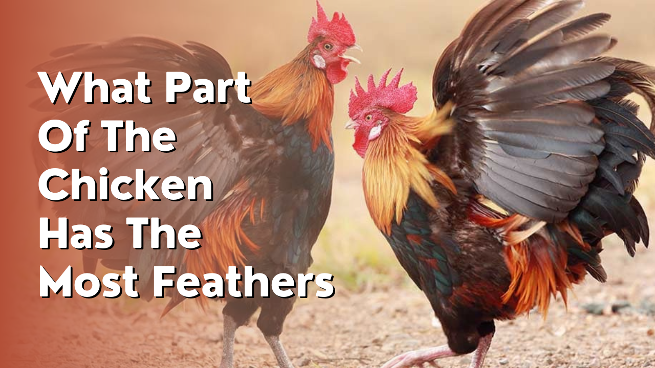 what part of the chicken has the most feathers