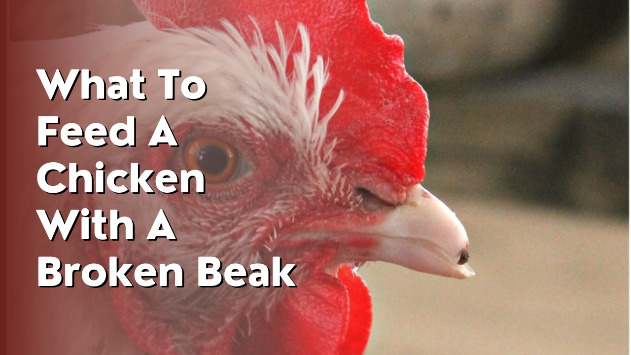 what to feed a chicken with a broken beak