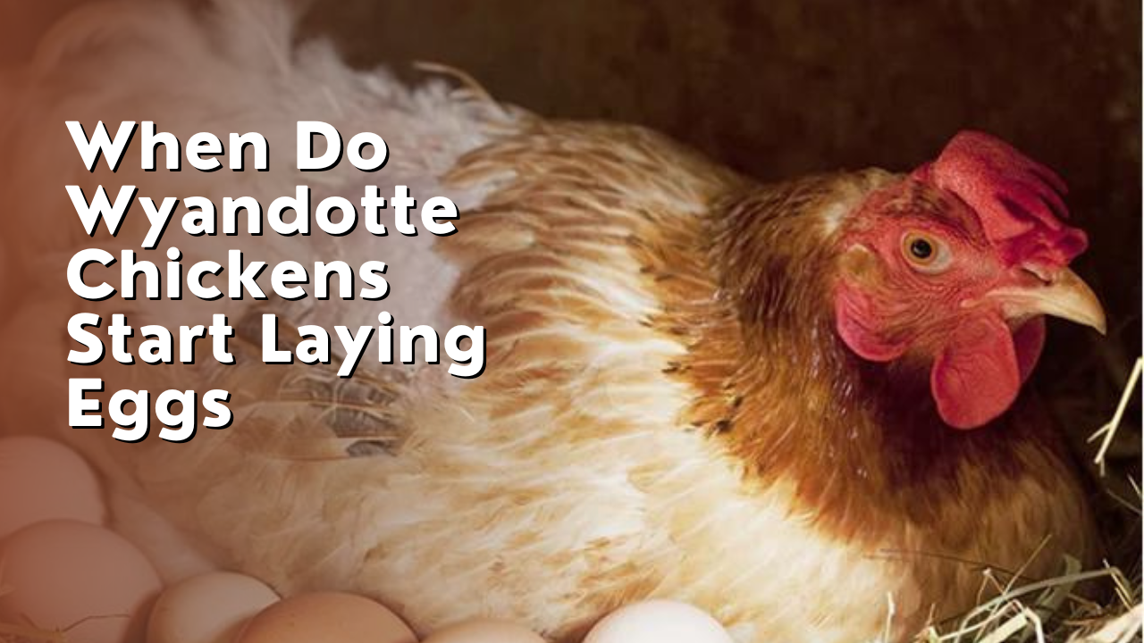 When Do Wyandotte Chickens Start Laying Eggs ?