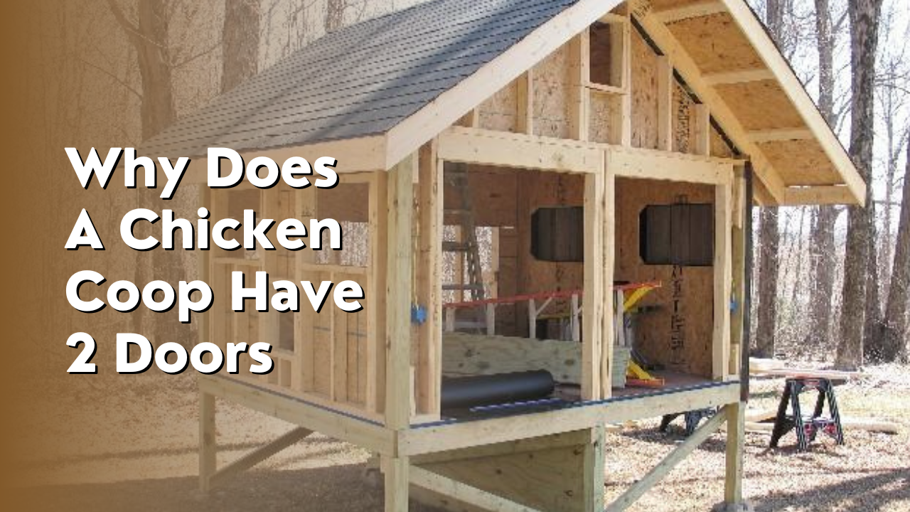 why does a chicken coop have 2 doors