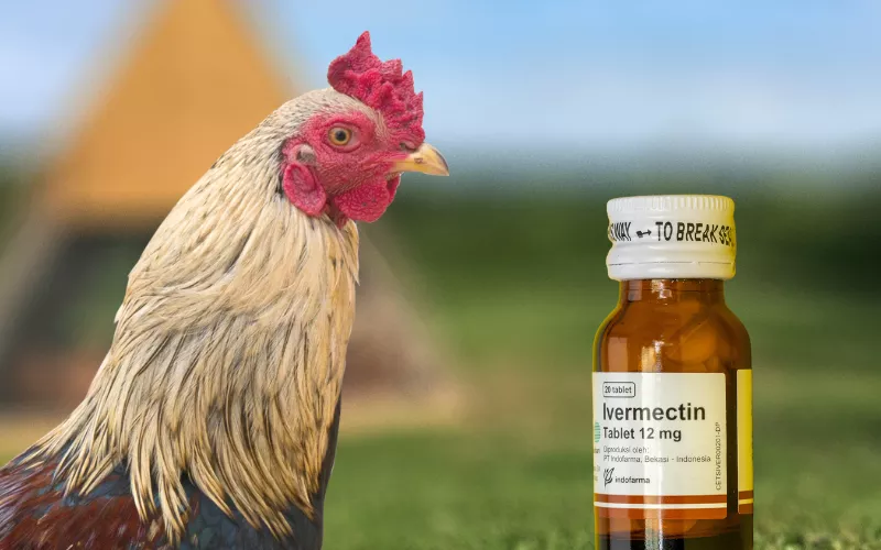 Debates Surrounding The Frequency Of Ivermectin Use On Chickens