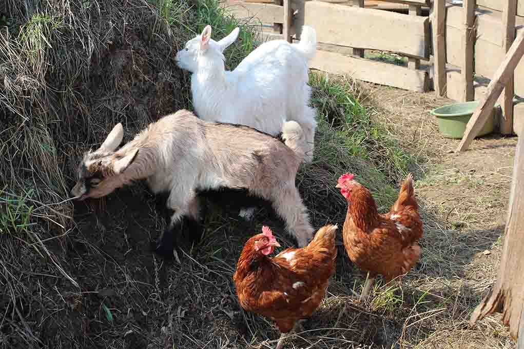 Differences Between Goat Feed And Chicken Feed