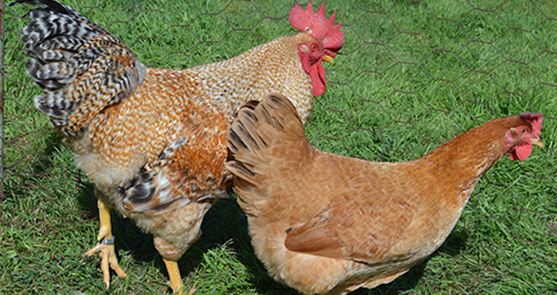 Future Directions For Research On Chicken Genetics And Feather Color