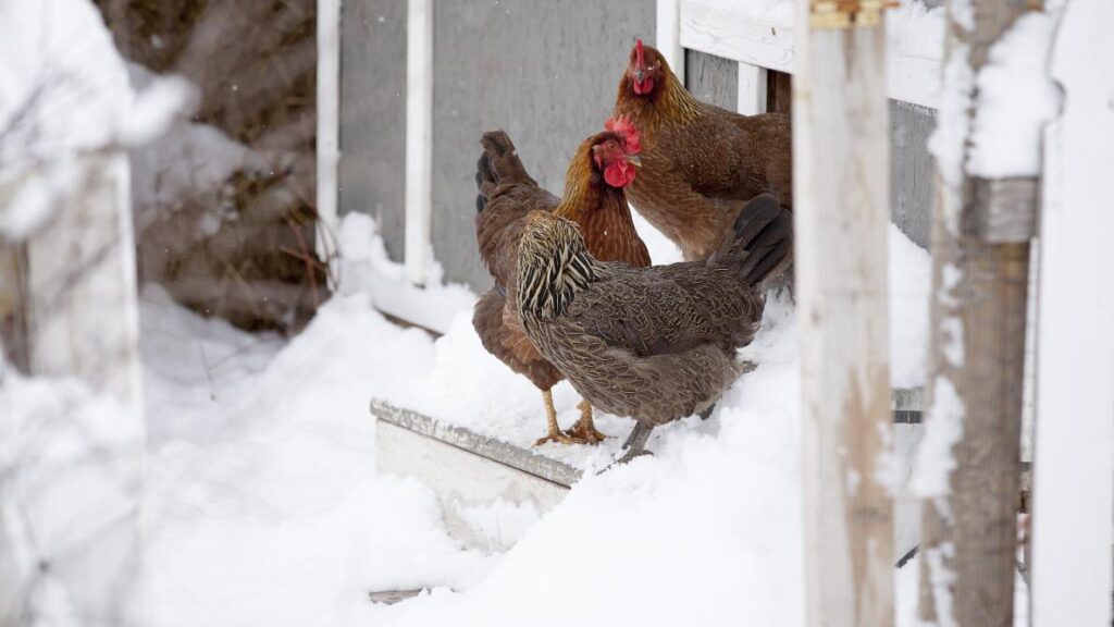 How Stale Air Can Affect Your Chickens