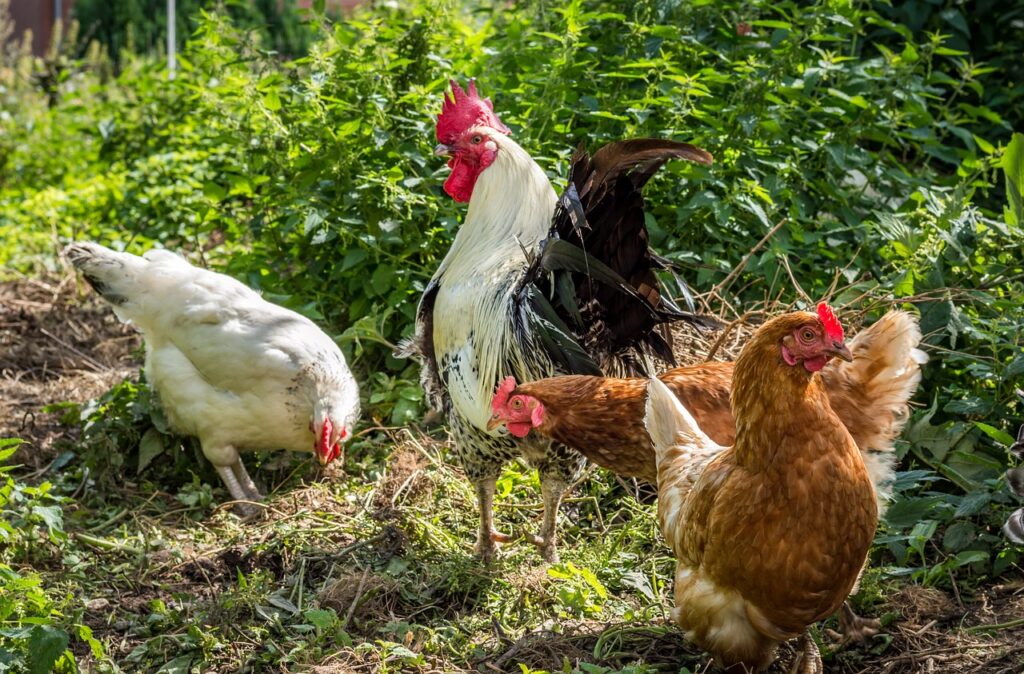 Managing Chicken Waste In The Garden